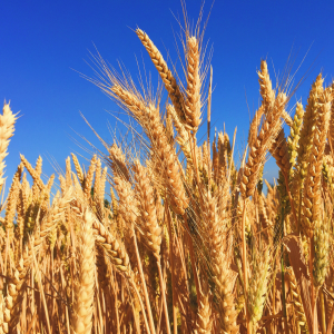 close up of wheat stalks