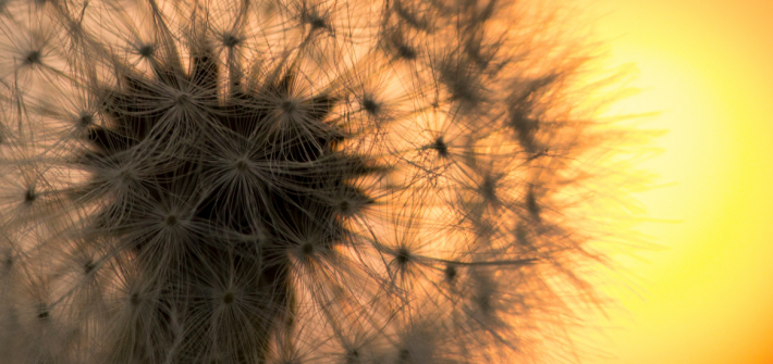 white dandelion seeds with sunrise in the background