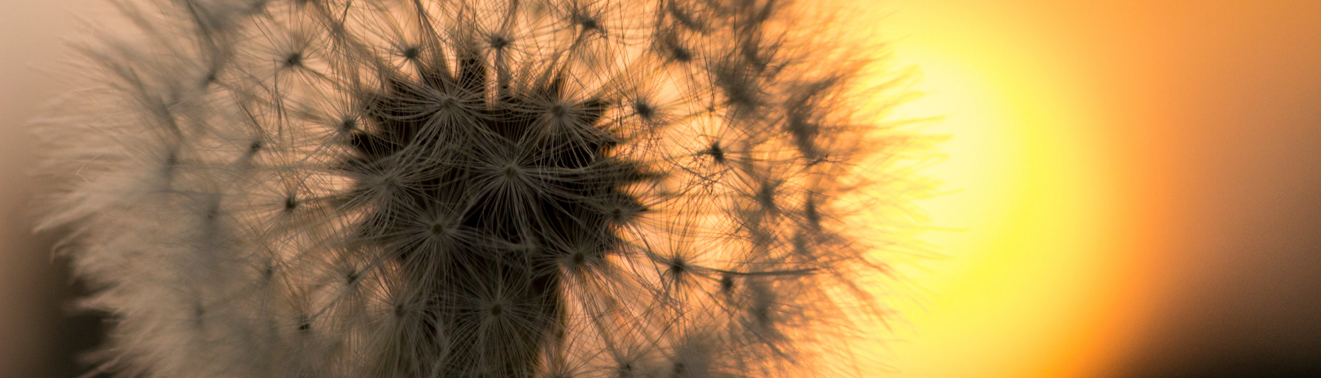 white dandelion seeds with sunrise in the background