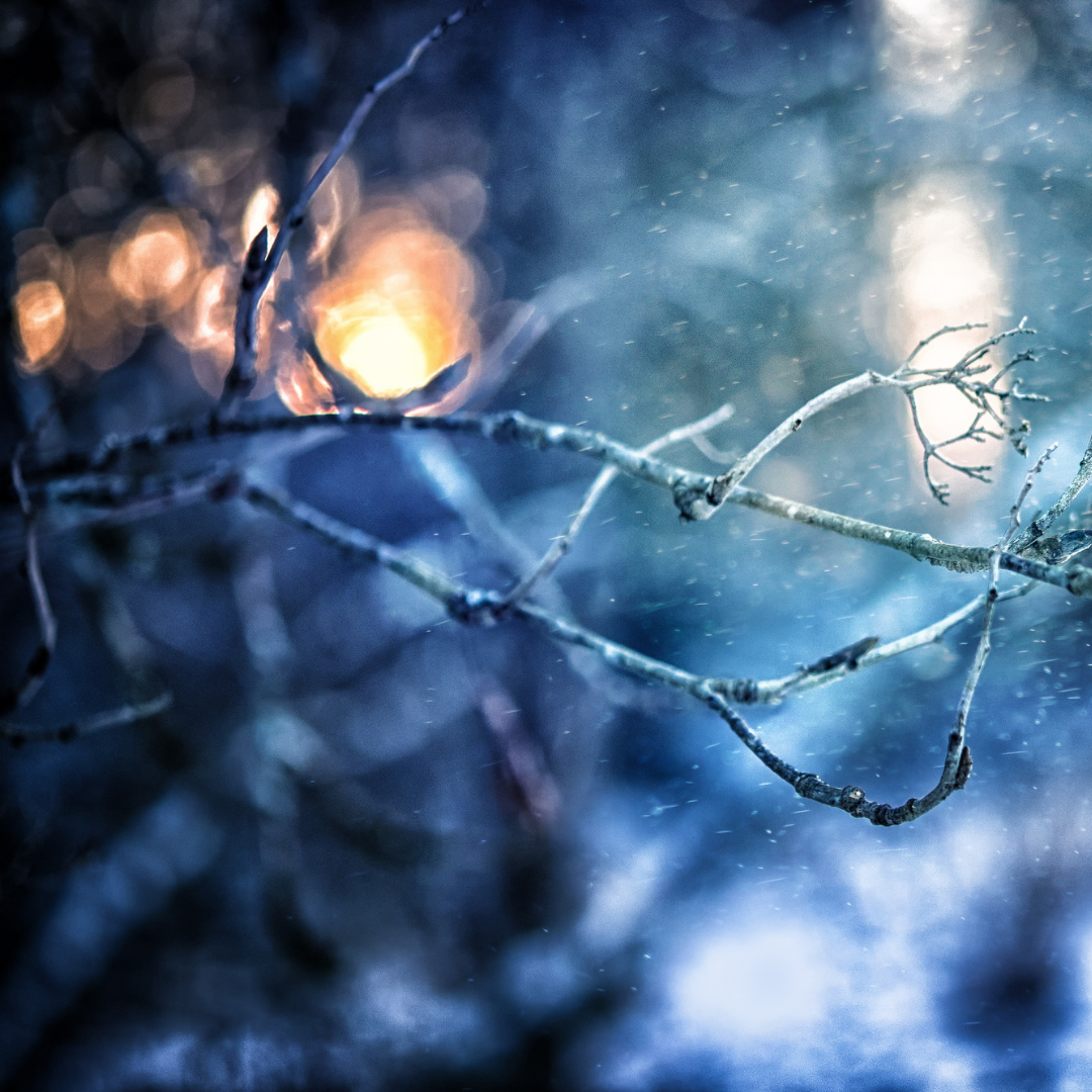 winter night with icy branch